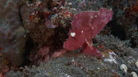 Red Leaf scorpionfish Stock Footage 242055027