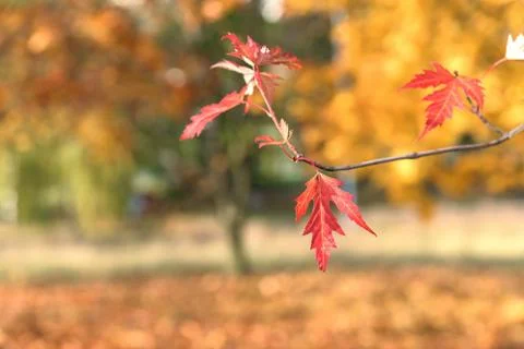 Red leaf of silver maple tree Stock Photos
