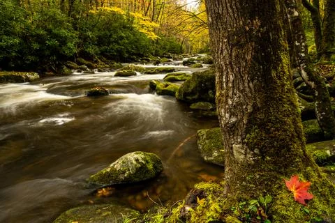 Red Leaf Sits At The Base of Tree Along The Middle Prong Of LIttle River Foto stock