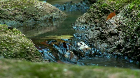 Red leaf in the stream Stock Footage 524861