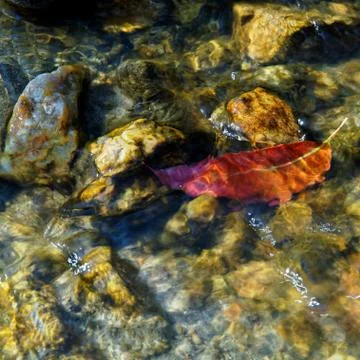 Red leaf in a stream Stock-Fotos