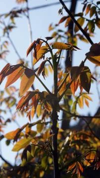 Red Leaf Sumac Bursting Stock Photos