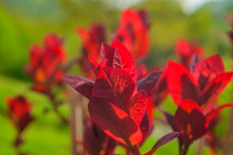 Red Leaf Sumac Bursting Stock Photos