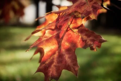 Red leaf in the sunlight. Autumn texture background. Stock Photos