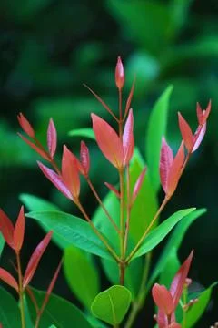 Red leaf, tea leaf Stock Photos