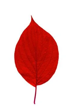 Red leaf with texture isolated on white Stock Photos