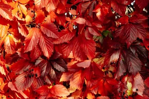 Red leaf texture. Leaf texture background. Autumn in the nature Stock-Fotos