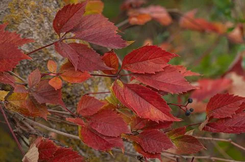 Red leaf texture. Leaf texture background. Stock Photos