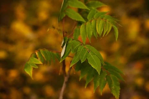 Red leaf texture. Leaf texture background color Stock Photos