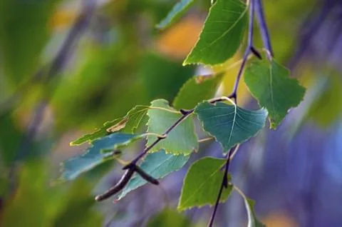 Red leaf texture. Leaf texture background color Stock Photos