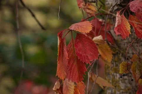 Red leaf texture. Leaf texture background color Stock Photos