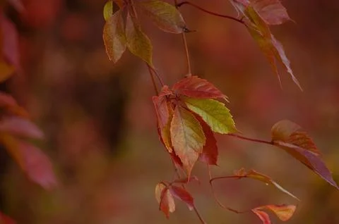 Red leaf texture. Leaf texture background color Stock Photos