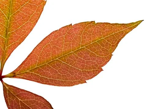 Red leaf texture Stock Photos