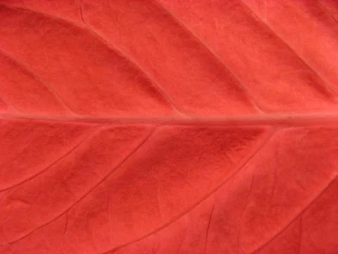 Red leaf texture Stock Photos