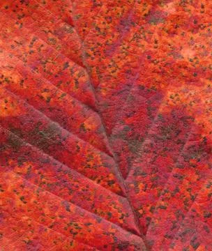 Red leaf texture Foto stock