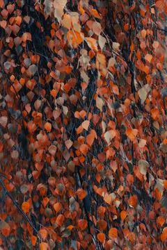 Red leaf texture Stock Photos
