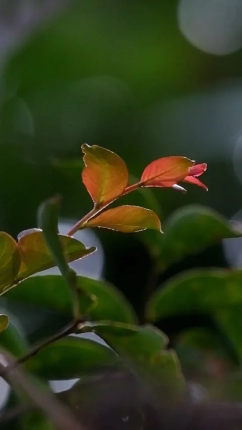 Red leaf tips swaying in the wind with a round bokeh background of sunlight Stock Footage 321324835