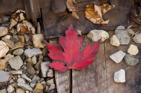 Red leaf train tracks Stock Photos