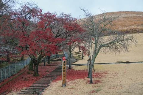 Red Leaf Tree During Autumn I Fall in Kyoto Japan Stock Photo Stock Images Stock Photos