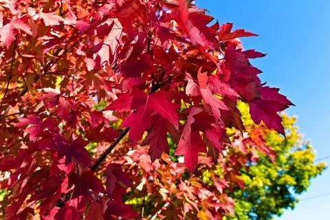 Red Leaf Tree in Fall Stock-Fotos