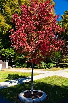 Red Leaf Tree in Fall Foto stock