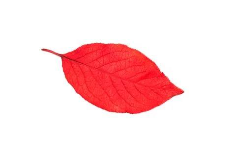 Red leaf of tree isolated on white background Stock Photos