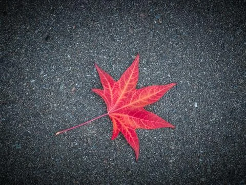 Red leaf of a tree lies on the gray textured asphalt. Stock Photos