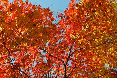 Red leaf tree Stock Photos