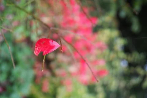 Red leaf on a tree in the rain 库存照片