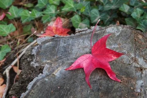 Red leaf tree trunk soft background Stock Photos