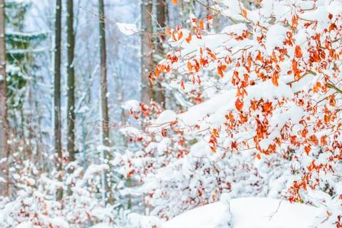 Red leaf trees in the winter snow forest. Beautiful winter nature. Stock Photos
