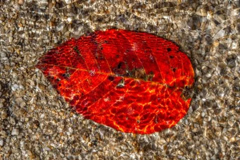 Red leaf under water Stock Photos