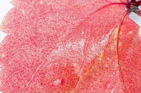 Red leaf with water drops Foto stock