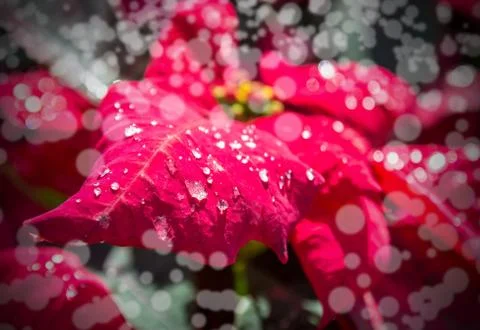 Red leaf with water drops Foto stock