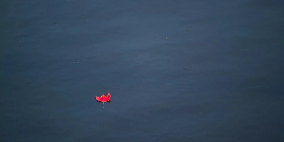 Red Leaf on Water Stock Photos