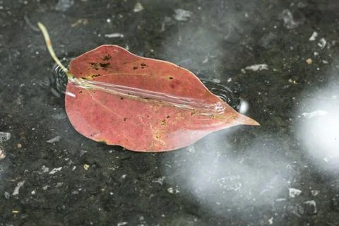 Red leaf in the water 스톡 사진