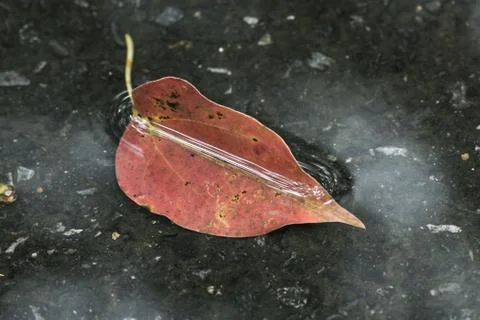 Red leaf in the water Stock Photos