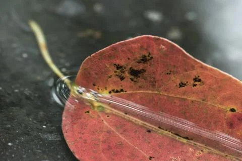 Red leaf in the water Stock Photos
