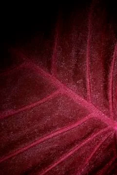 The red leaf with water spots background Stock Photos