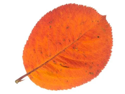Red leaf on a white background Stock Photos