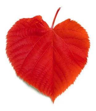 Red leaf on white Stock Photos
