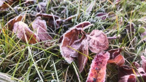 Red leaf in the winter Stock Footage 162939866