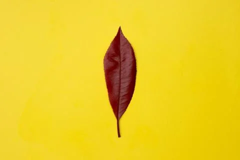 Red leaf on yellow background 库存照片