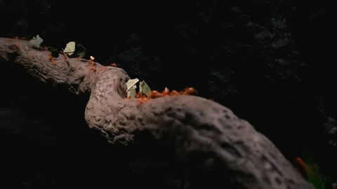 Red Leafcutter Ant Storing Leafs Vidéo 122379191