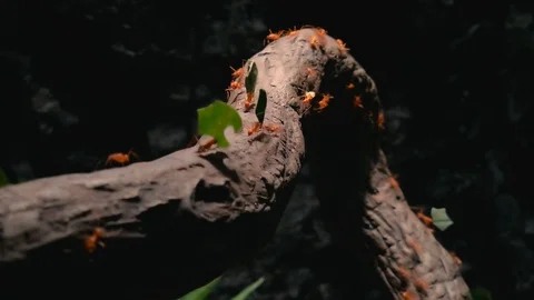 Red Leafcutter Ant Storing Leafs Видео 122379284