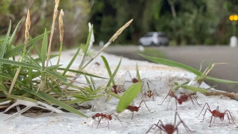 Red leafcutter ants randomly running on a white wall, carrying leaves Stock Footage 320114229