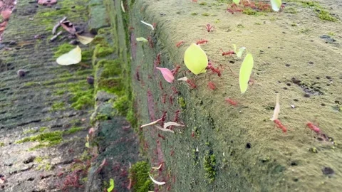  red leafcutter ants walking vertically up and down the wall, carrying leaves  Vídeos de archivo 320114416