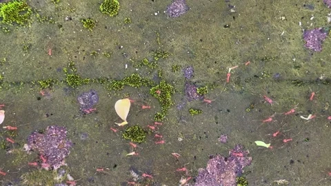  red leafcutter ants walking on a wall, some of them carrying leaves  Vídeos de archivo 320114725