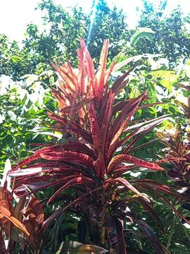 Red leafed croton. Stock-Fotos