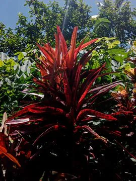 Red leafed croton. Stock-Fotos